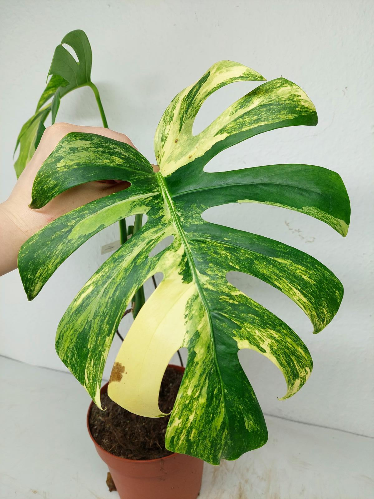 Monstera Aurea Stecklinge