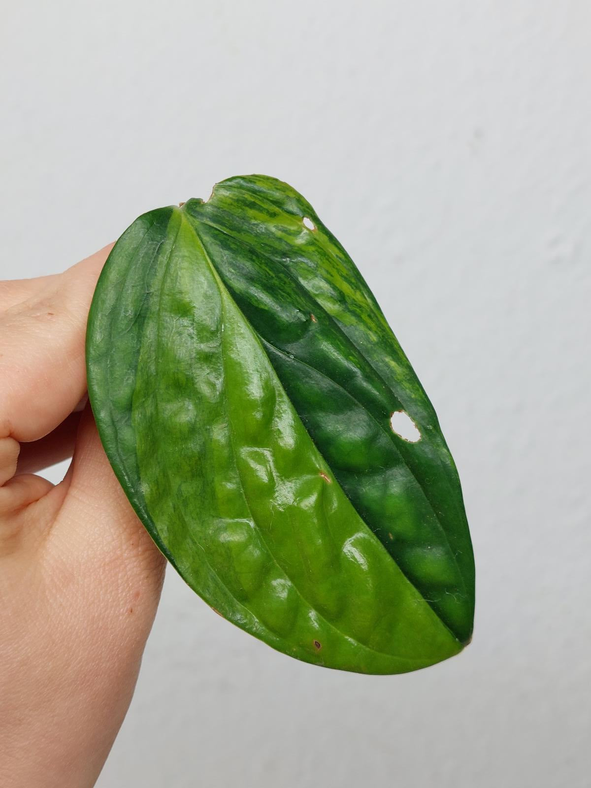 Monstera Karstenianum Peru Variegata Steckling