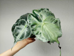 Alocasia Venom
