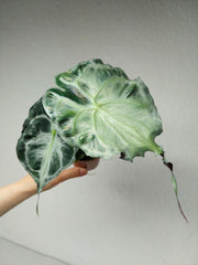 Alocasia Venom