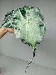Alocasia Venom