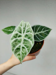 Alocasia Watsoniana Lightning