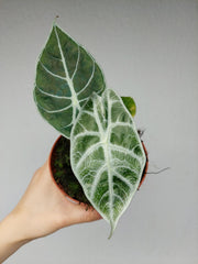 Alocasia Watsoniana Lightning