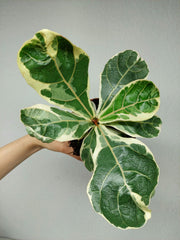 Ficus Lyrata Variegata