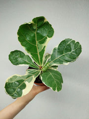 Ficus Lyrata Variegata