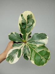 ficus lyrata variegata Ficus Lyrata Variegata – whiteleafplants