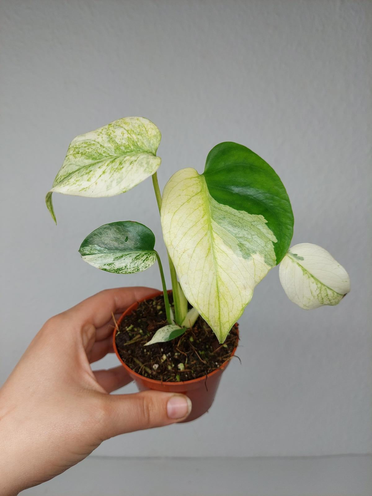 Monstera Jungle Mint