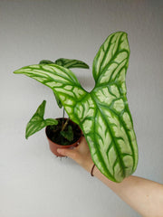 Cercestis Mirabilis