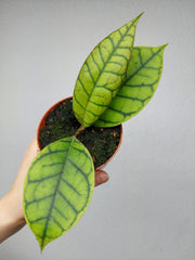 Hoya Callistophylla