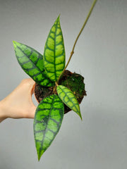 Hoya Black Cat