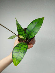 Hoya Black Cat
