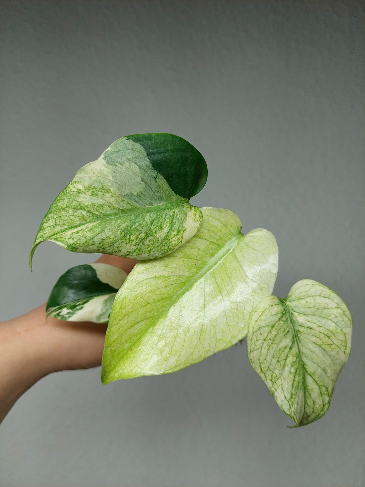 Monstera Jungle Mint