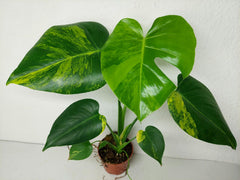 Monstera Aurea Yellow Marilyn