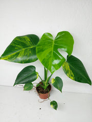 Monstera Aurea Yellow Marilyn