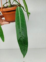 Anthurium Pallidiflorum