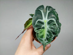 Alocasia Venom Aurea