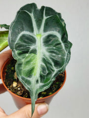 Alocasia Venom Aurea