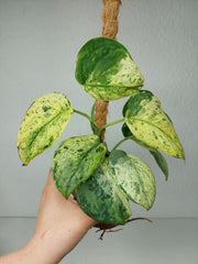 Scindapsus Jade Satin Marble