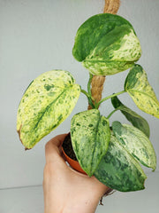 Scindapsus Jade Satin Marble