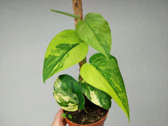 Scindapsus Jade Satin Aurea