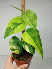 Scindapsus Jade Satin Aurea