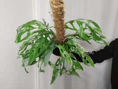 Monstera Adansonii Indonesian Marble