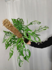 Monstera Adansonii Indonesian Marble