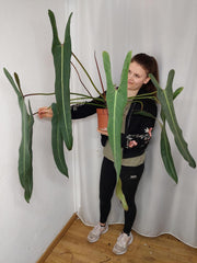 Philodendron Spiritus Sancti Adult