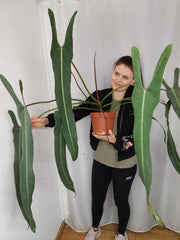 Philodendron Spiritus Sancti Adult