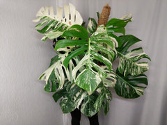 Monstera Variegata buschig