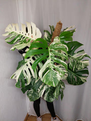 Monstera Variegata buschig