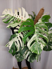 Monstera Variegata buschig