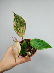 Philodendron Micans Marble Variegata