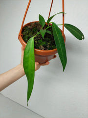 Anthurium Wendlingeri
