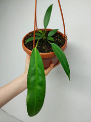 Anthurium Wendlingeri