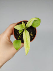 Anthurium Vittarifolium Aurea Variegata