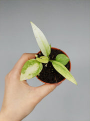 Anthurium Vittarifolium Aurea Variegata