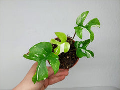 Monstera Minima (Raphidophora Tetrasperma) Thai Constellation