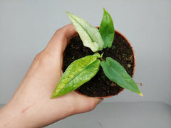 Alocasia Sulawesi Green Carpet Mint Variegata
