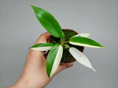 Philodendron Florida Ghost Mutation