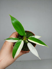 Philodendron Florida Ghost Mutation