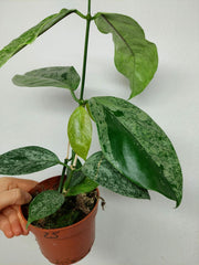 Hoya Coriacea Silver