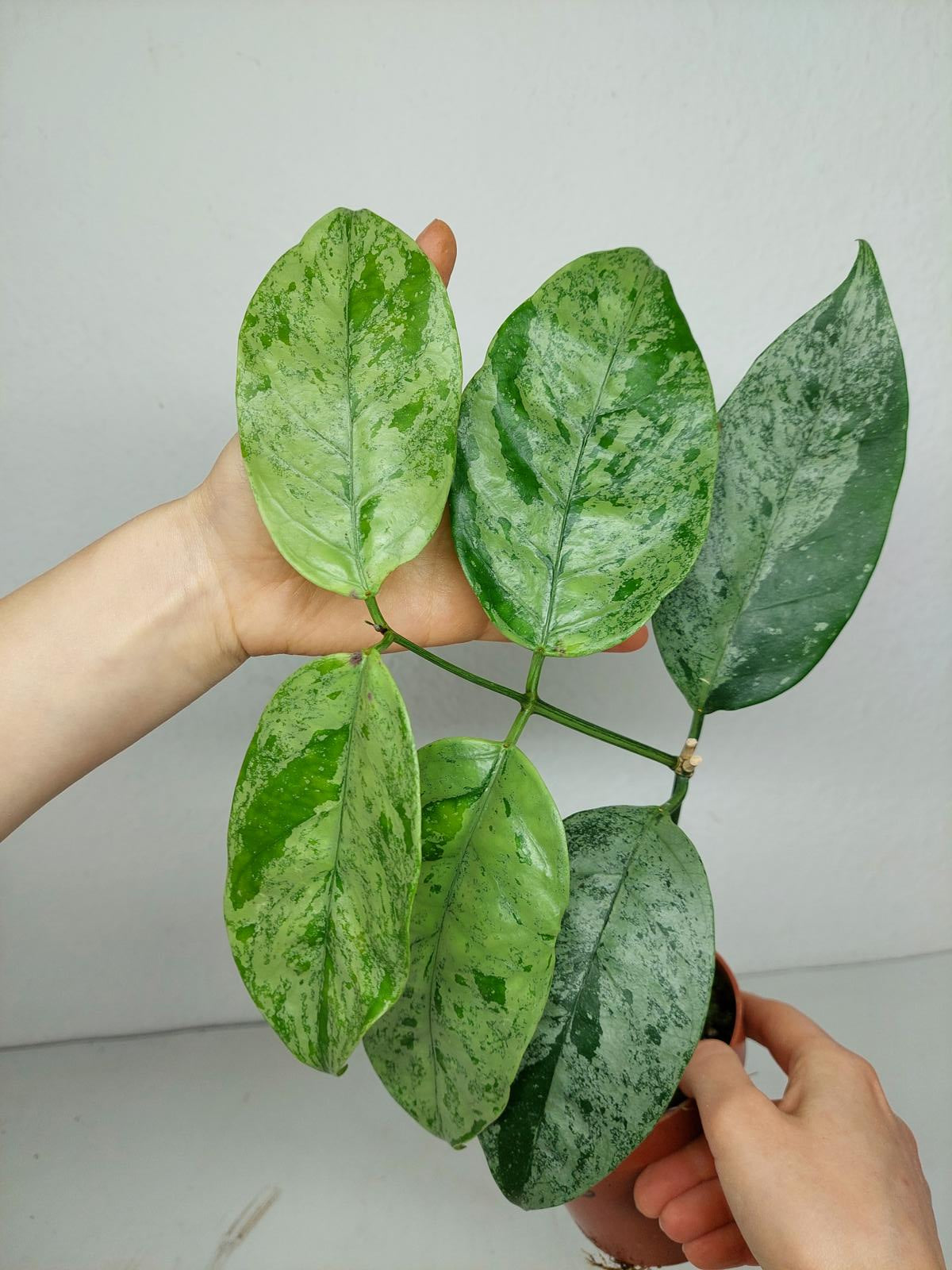 Hoya Coriacea Silver