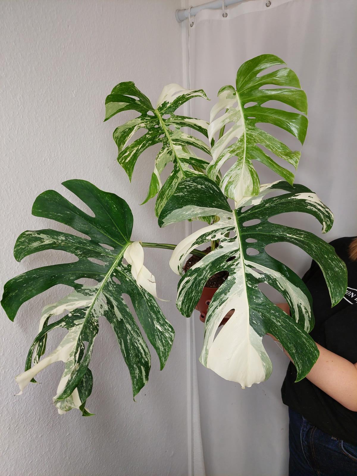 Monstera Variegata Adult