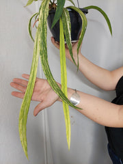 Anthurium Vittarifolium Aurea Variegata groß