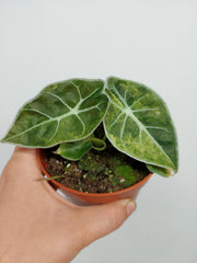 Alocasia Watsoniana Lightning Aurea