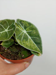 Alocasia Watsoniana Lightning Aurea