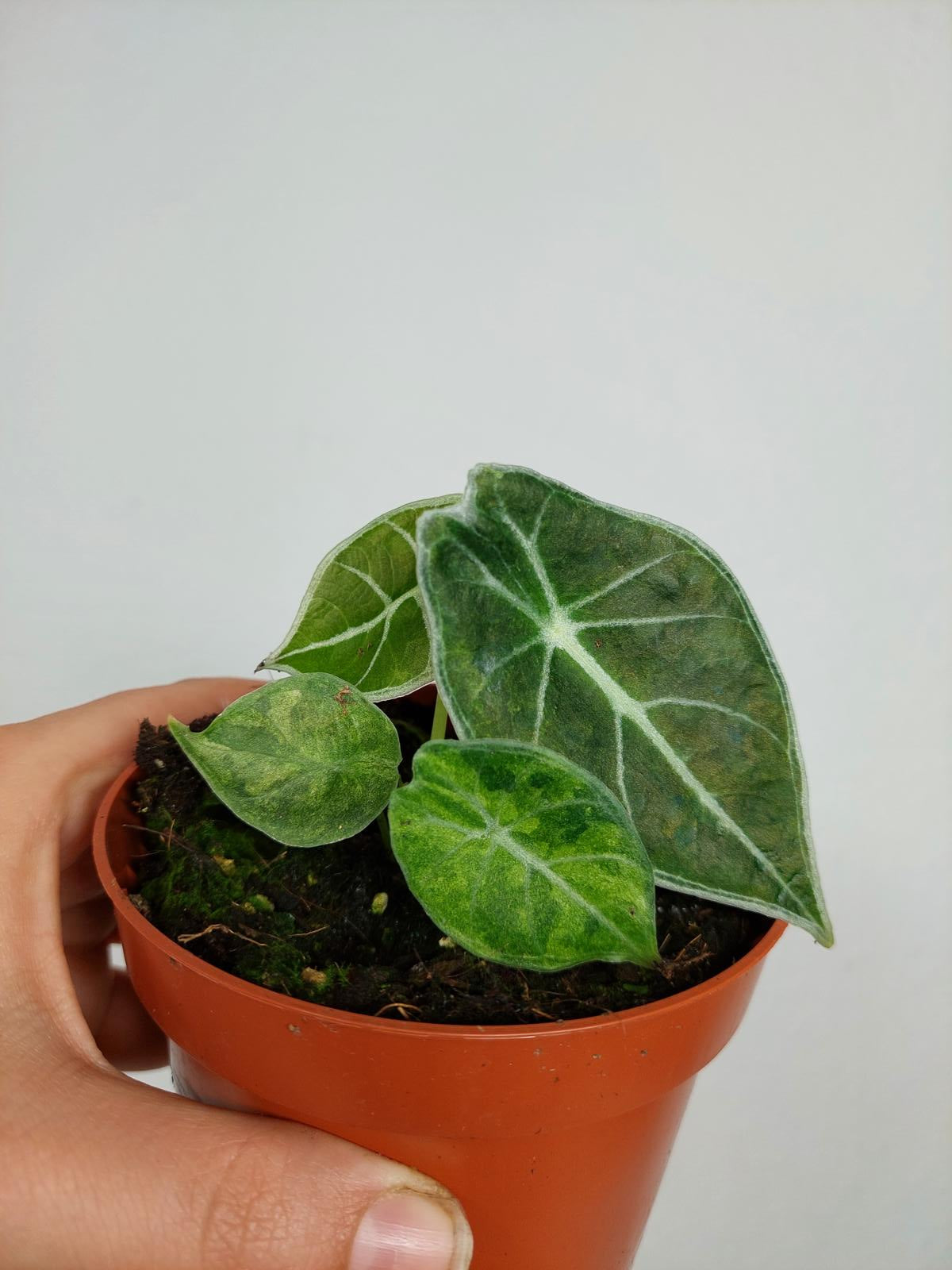Alocasia Watsoniana Lightning Aurea