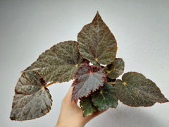 Begonia Taconite