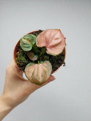 Syngonium Orm Nak